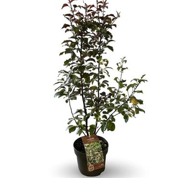 Malus toringo 'Scarlett'