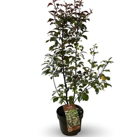 Malus toringo 'Scarlett'