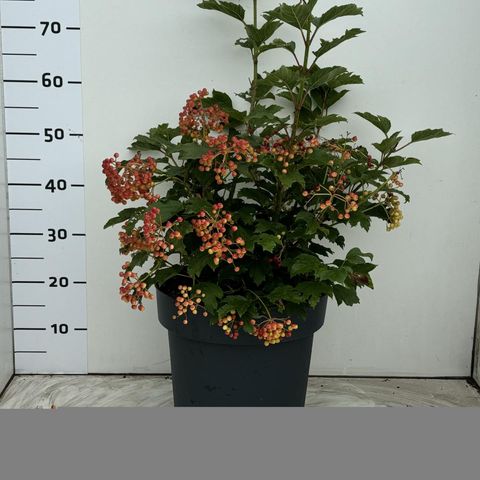 Viburnum opulus 'Компактум'