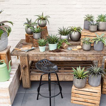 x Mangave 'Pineapple Express'