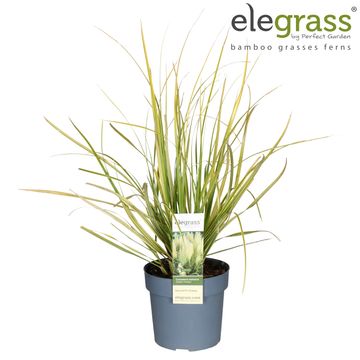 Cortaderia selloana GOLDEN FANTASY