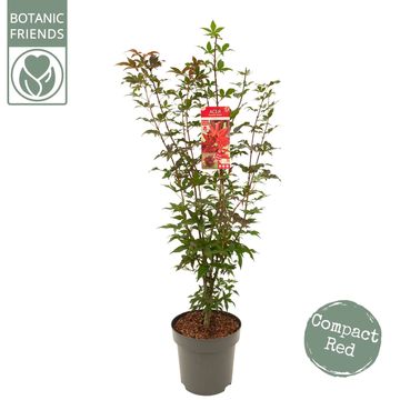 Acer palmatum 'Little Red'