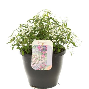 Euphorbia hypericifolia EUPHORIA WHITE