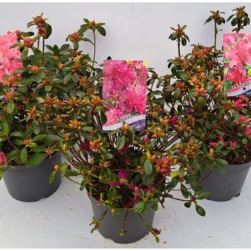 Rhododendron JAPANESE AZALEA MIX (AJ)