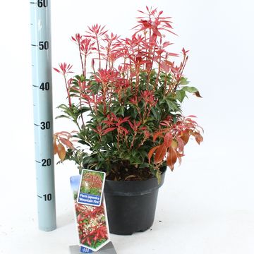 Pieris japonica 'Mountain Fire'