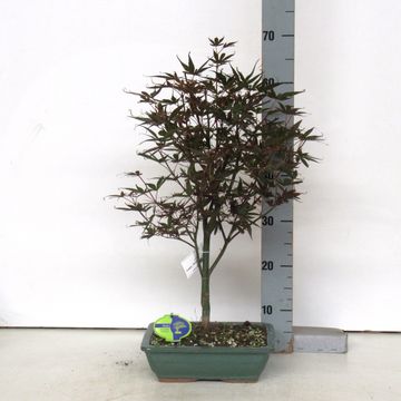 Acer palmatum 'Skeeter's Broom'