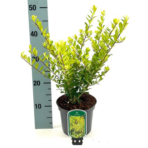 Ilex crenata 'Golden Rock'