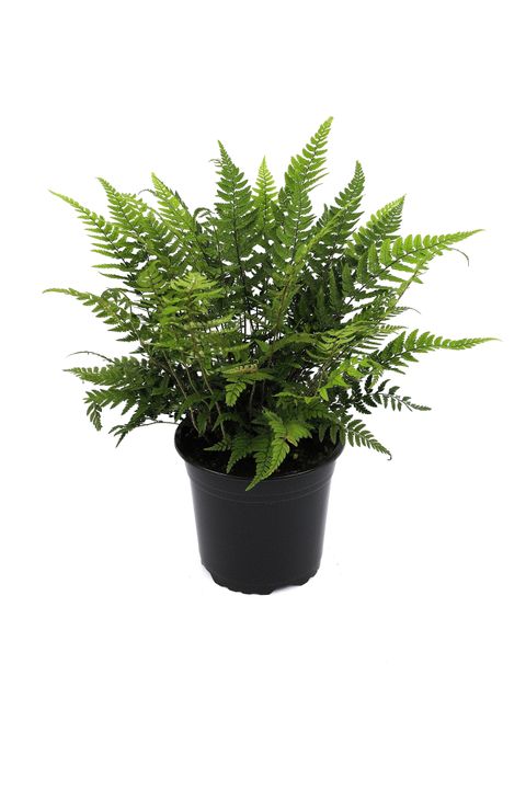 Polystichum tsus-simense