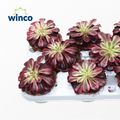 Aeonium 'Medusa'