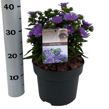 Stokesia laevis 'Mels Blue'