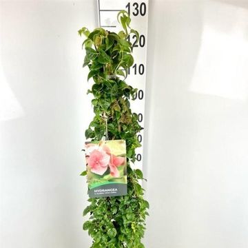 Hydrangea anomala
