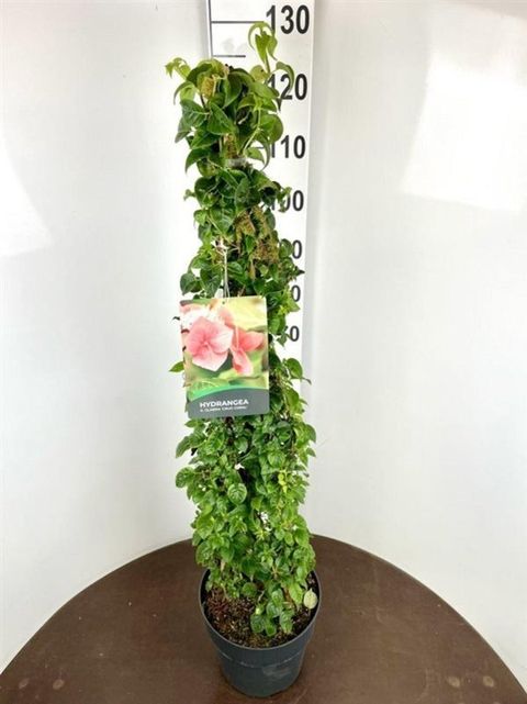Hydrangea anomala