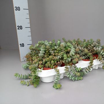Crassula 'Hottentot'
