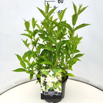 Weigela 'Candida'