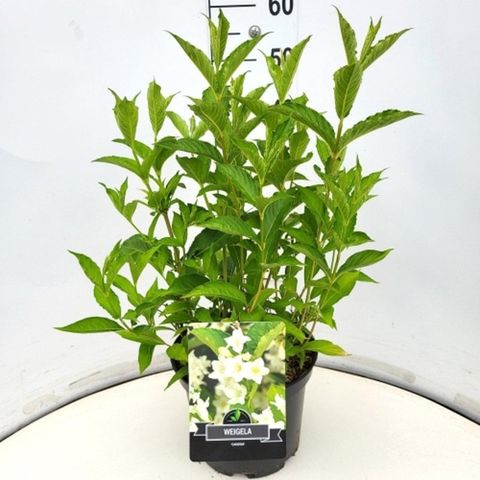 Weigela 'Candida'