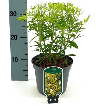 Choisya 'Aztec Gold'