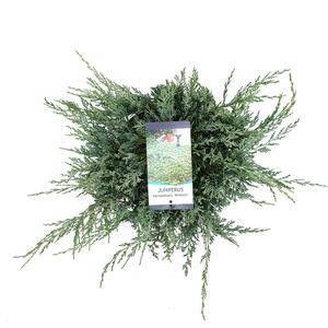 Juniperus horizontalis 'Wiltonii' (Bremmer Boomkwekerijen)