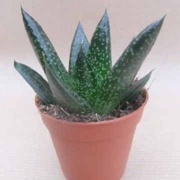 Gasteria 'D Tiga'