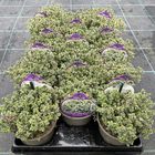Thymus x citriodorus 'Silver Queen'