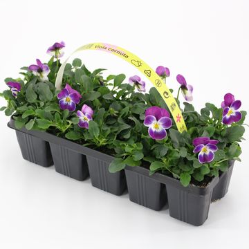 Viola CORNUTA MIX