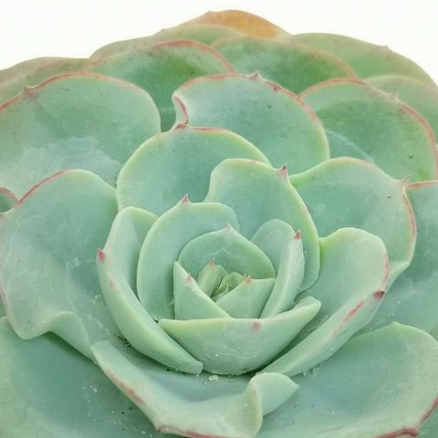 Echeveria 'Atlantis'