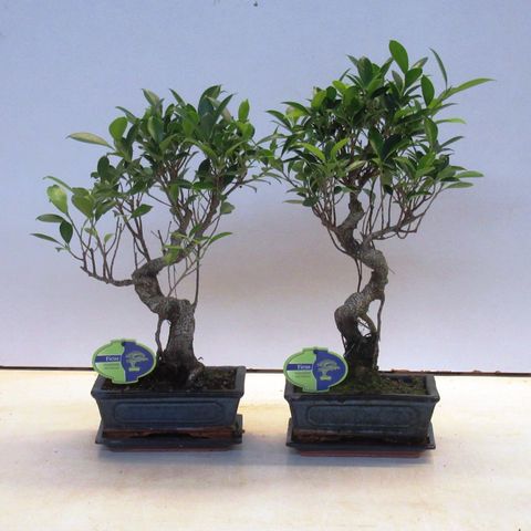 Ficus microcarpa