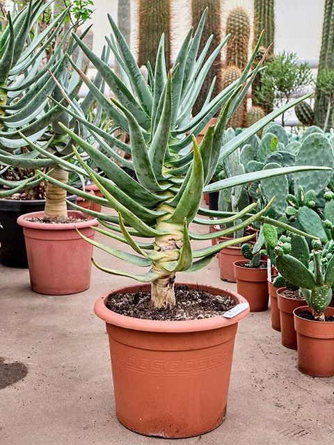 Aloe dichotoma