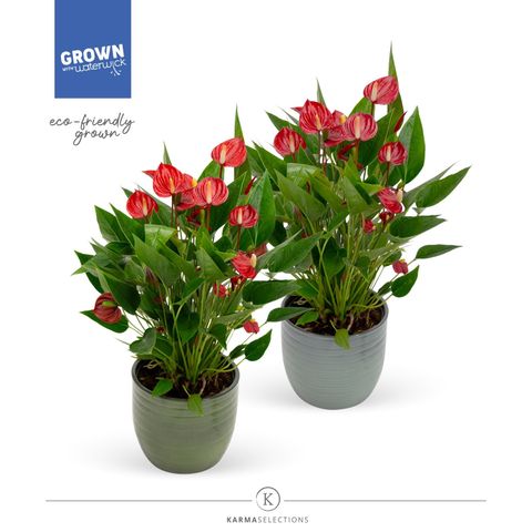 Anthurium MILLION FLOWERS RED
