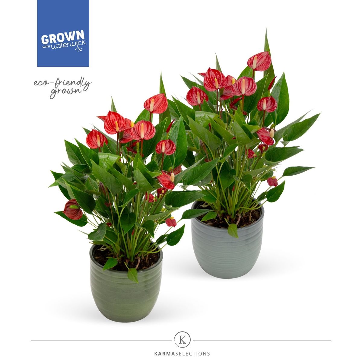 Anthurium MILLION FLOWERS RED — Plant Wholesale FlorAccess