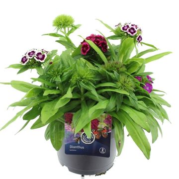 Dianthus MIX IN POT