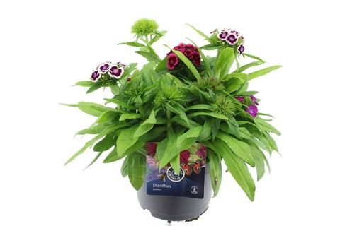 Dianthus MIX IN POT