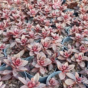Sinocrassula BROWN