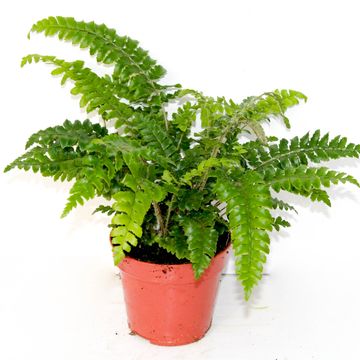 Polystichum polyblepharum