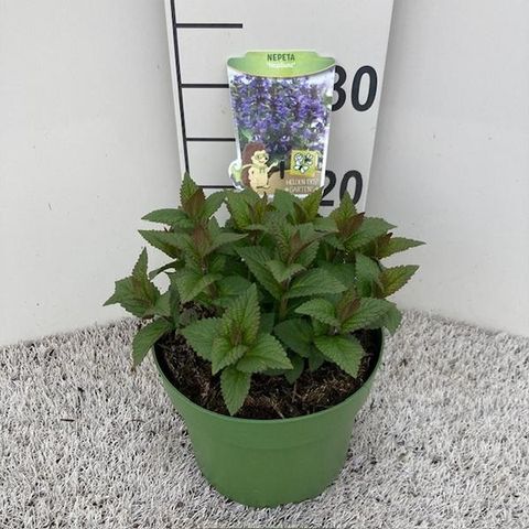 Nepeta NEPTUNE