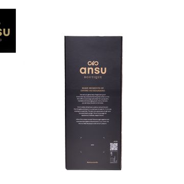 Arrangement Dischidia