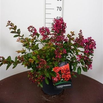 Lagerstroemia indica 'Petite Red'