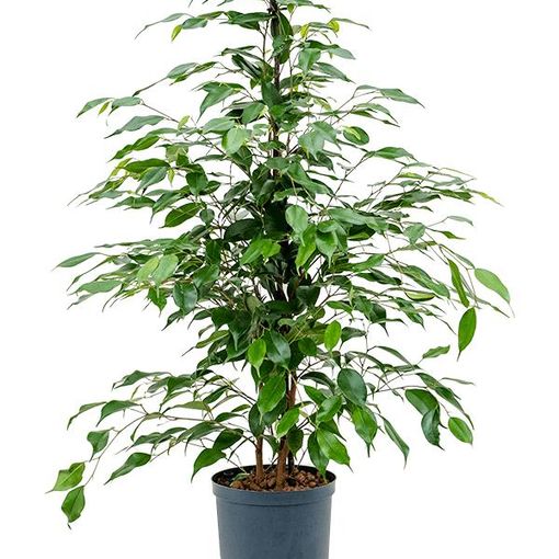 Ficus benjamina 'Danita'