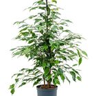 Ficus benjamina 'Danita'