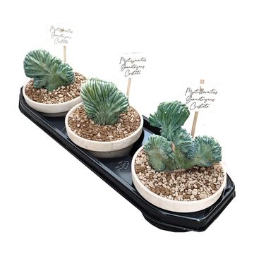 Myrtillocactus geometrizans cristata