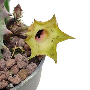 Huernia thureti primulina