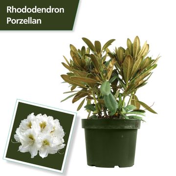 Rhododendron 'Porzellan' (Y)