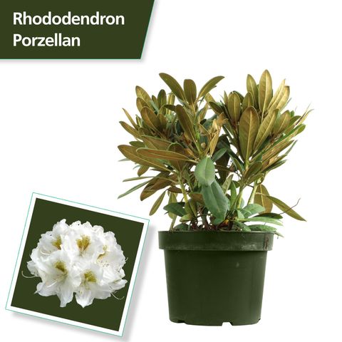 Rhododendron 'Porzellan'