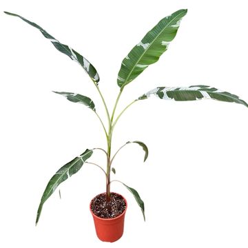 Musa 'Florida Variegata'
