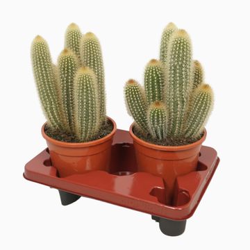 Pilosocereus chrysostele