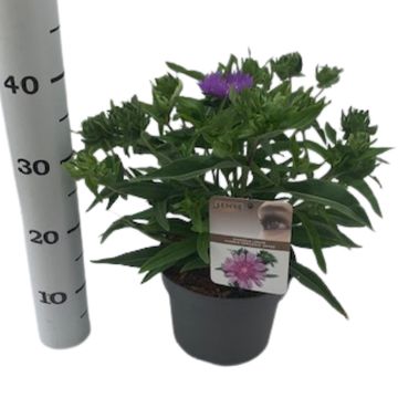 Stokesia laevis 'Purple Parasols'