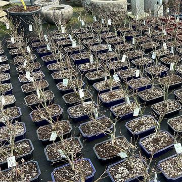 Acer palmatum 'Atropurpureum'