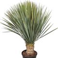 Yucca rostrata