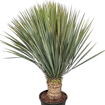 Yucca rostrata