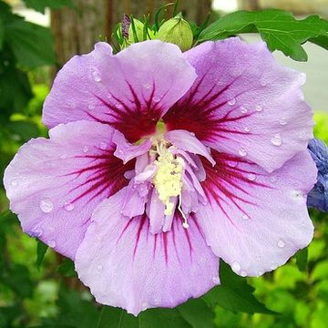 Hibiscus syriacus 'Ardens'