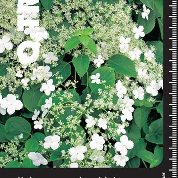 Hydrangea anomala petiolaris